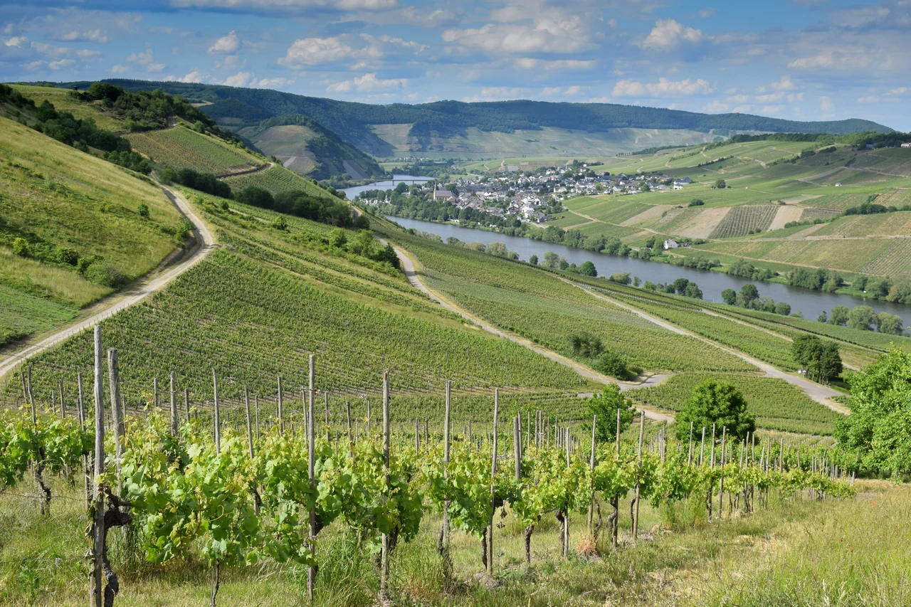 Coteaux de vignes le long d’une rivière